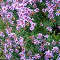 DSC00492