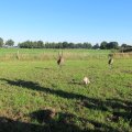 IMG_0879