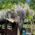 IMG_0395