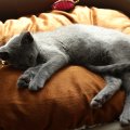 IMG_1078