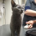 blue 1 op 9 Maart Dierenarts inenting