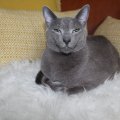IMG_1471