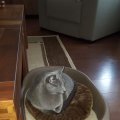 IMG-20180827-WA0001
