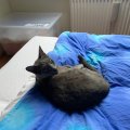 IMG-20190803-WA0001