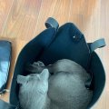 IMG-20190826-WA0002