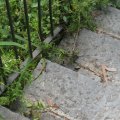 IMG_0217