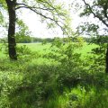 IMG_1077