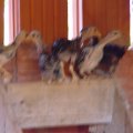 DSC00086