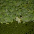 DSC00481