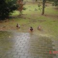 DSC00097