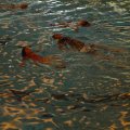 DSC01508
