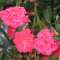 IMG_0410