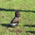 IMG_0939