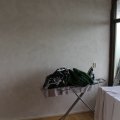 IMG_0558