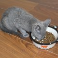 IMG_0941