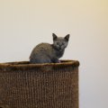 IMG_0948