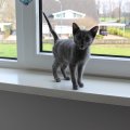 IMG_0962