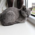 IMG_0966