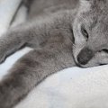 IMG_0976