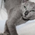 IMG_0977