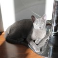 IMG_1168