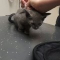 blue 2 op 9 Maart Dierenarts inenting