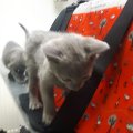 blue 3 op 9 Maart Dierenarts inenting