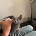 IMG-20190811-WA0046