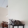 IMG-20190606-WA0003