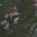 IMG_1191